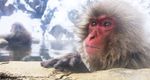 Wild Japan: Snow Monkeys