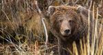 Yukon's Wild Grizzlies