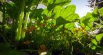 The Marvelous Wild World of the Vegetable Garden