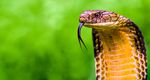 Secrets of the King Cobra