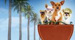 Beverly Hills Chihuahua